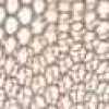 Terracotta Brown