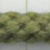 Grass Green