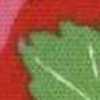 أحمر الخشخاش