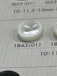 1843 زر من راتنج البوليستر بفتحتين مع حافة[أزرار] DAIYA BUTTON صور إضافية
